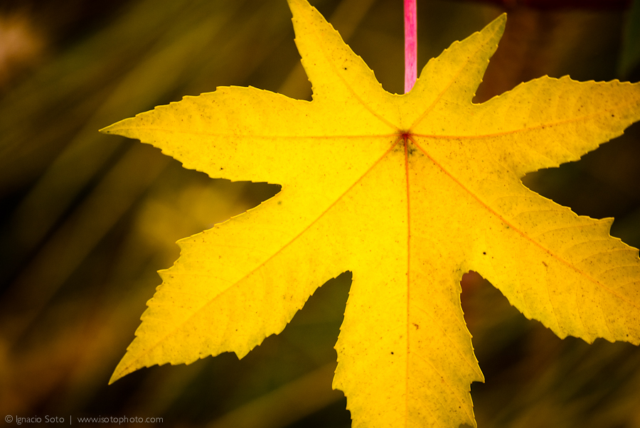 Yellow leaf pink stem