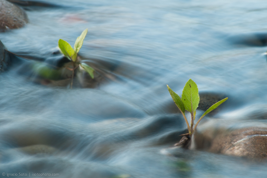 Growing upstream