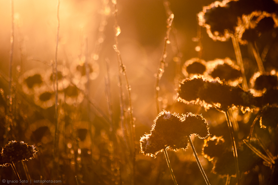 Sunlight through wild buckwheat