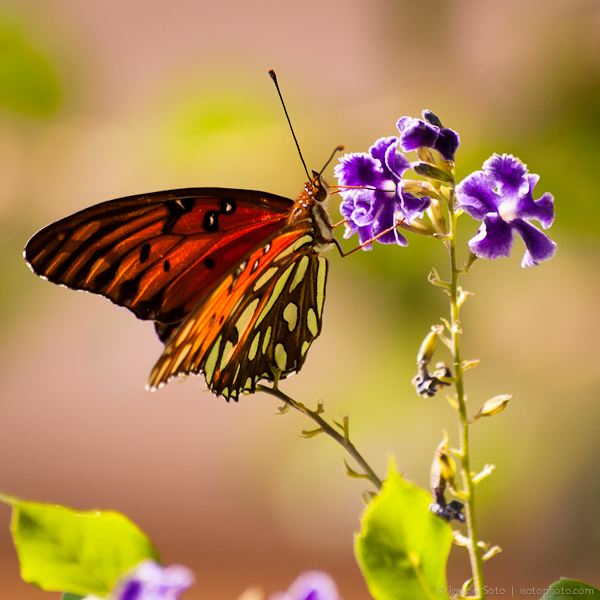 Butterfly having a snack