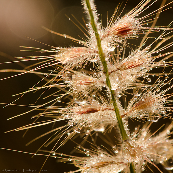 Foxtail after the rain