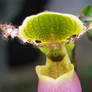 Orchidee 2