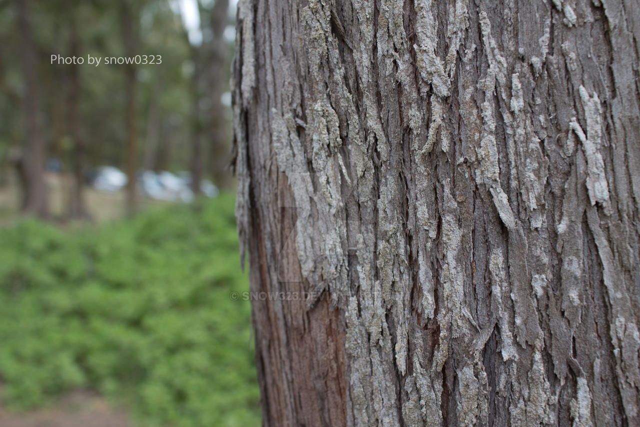 Tree Bark