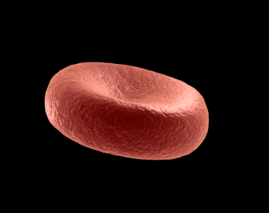 Red Blood Cell