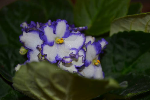 African Violet2