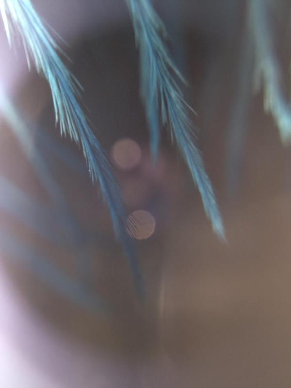 feather bokeh background