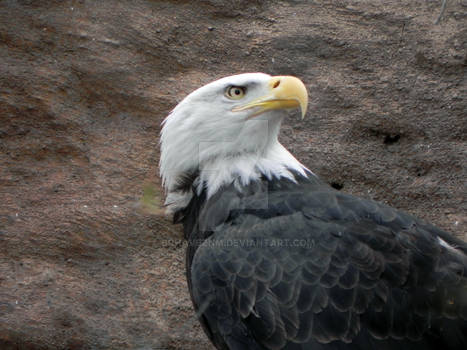 Bald Eagle 1