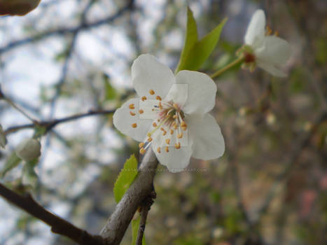 White flower