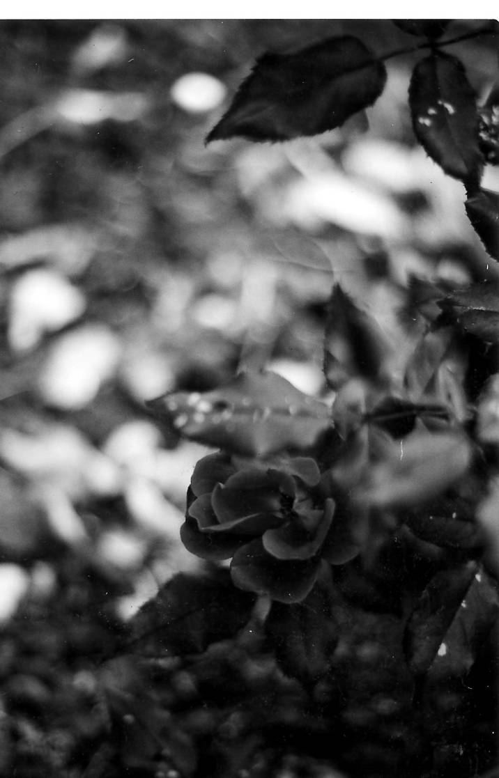 Teardrop Roses by PhoenixEmbers9 on DeviantArt