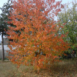 Fallen leaves on the ground...