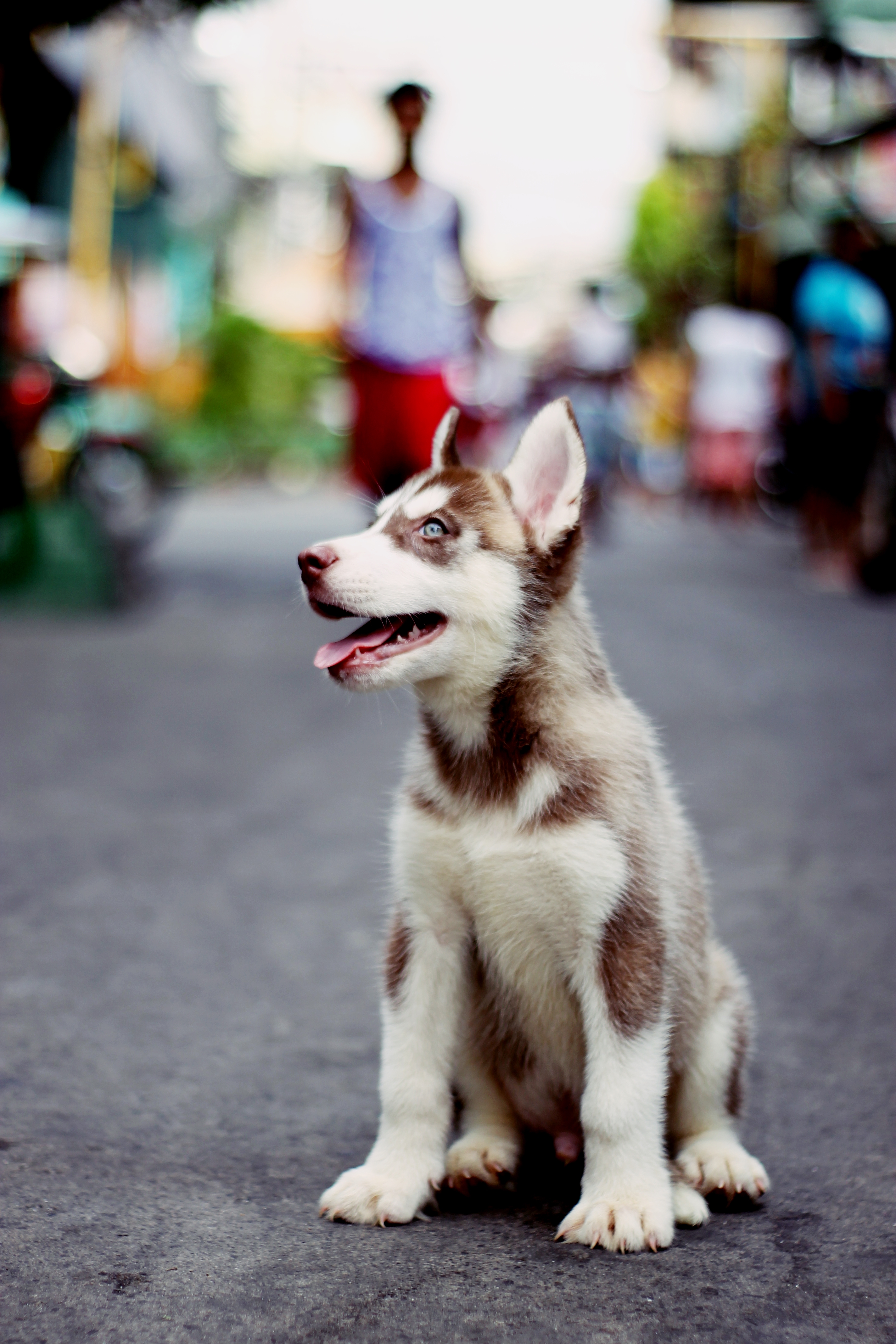 Genos The Husky