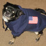 Patriotic Pooch 2