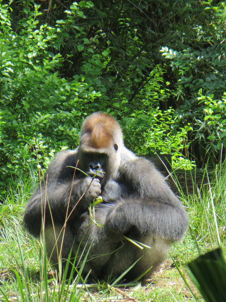 Hungry Silverback by Kaleidoscope24 on DeviantArt