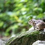 Chipmunk