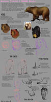 Anatomy Tutorial: Bear