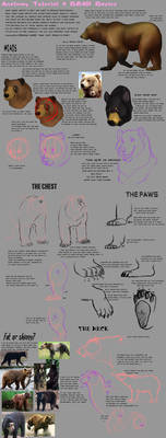 Anatomy Tutorial: Bear
