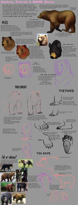 Anatomy Tutorial: Bear