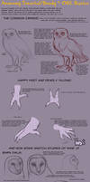 Anatomy Tutorial: Owl Basics