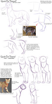 Quick Cat Anatomy Tutorial