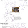 Quick Cat Anatomy Tutorial