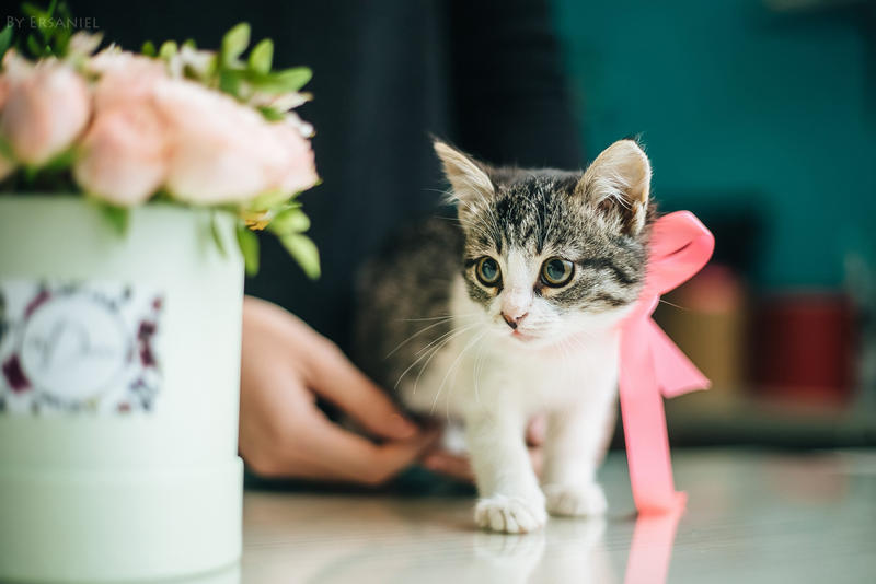 Kitten and flowers by Ersaniel