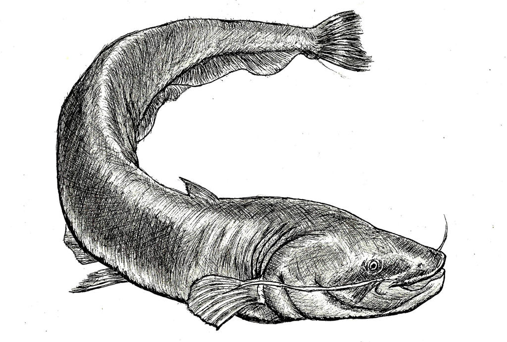 Catfish by AlfredoRetiz on DeviantArt