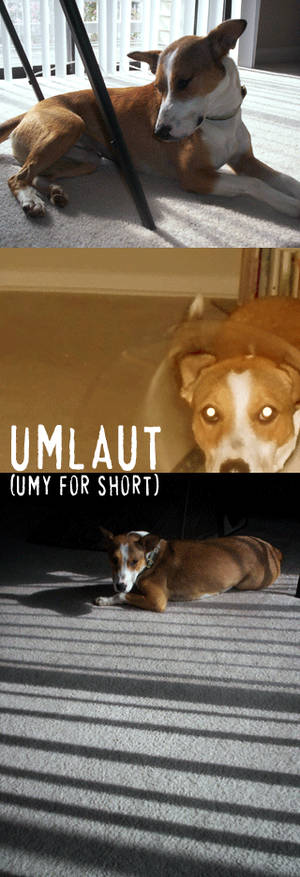 Meet Umlaut