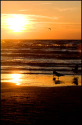 Three Gulls