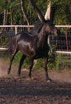 black horse stock 8