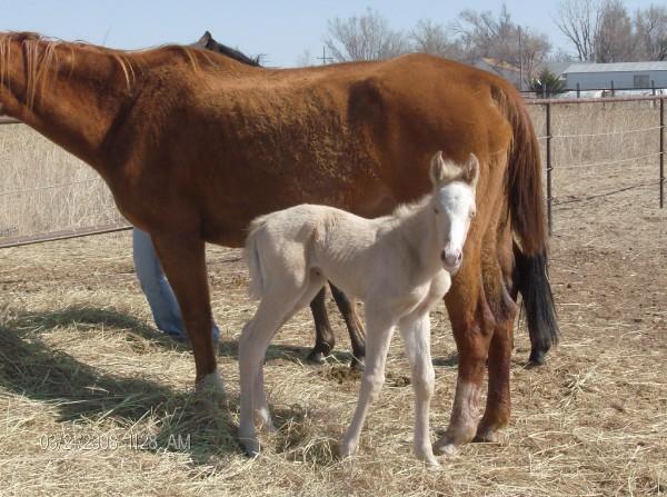 mare and foal stock 9