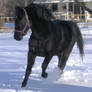 black horse stock 59