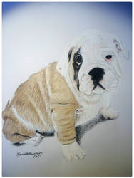 Completed British Bulldog 