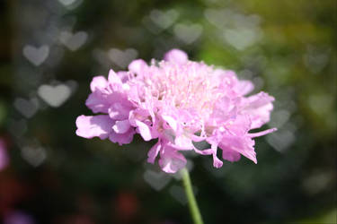Bokeh Flower