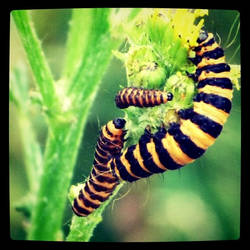 Stripey Caterpillar