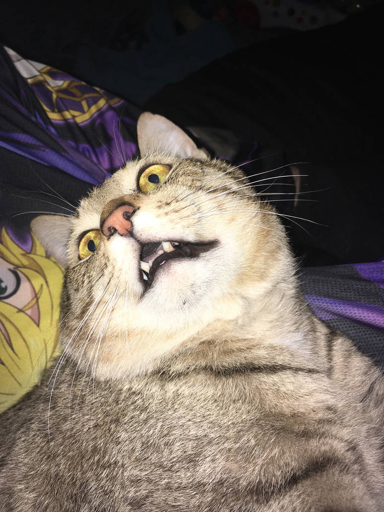 Pfft by CatFighter16 on DeviantArt