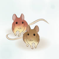 mice