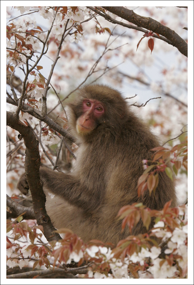 Japanese Macaque - 247