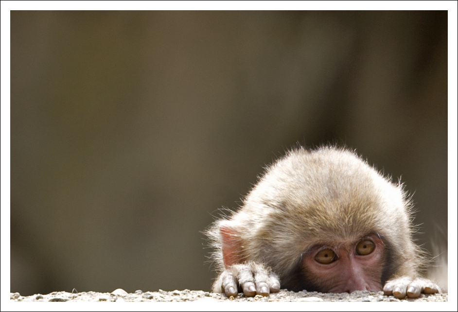 Japanese Macaque - 8008