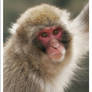 Macaque Portraits - X