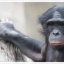Bonobo - 9911