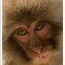 Japanese Macaque - 7889