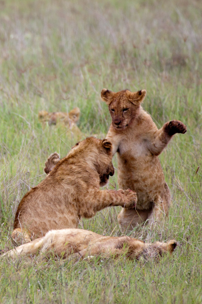 Lion Cubs Fighting