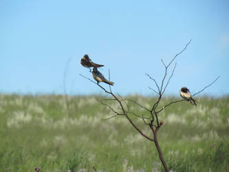 Swallows