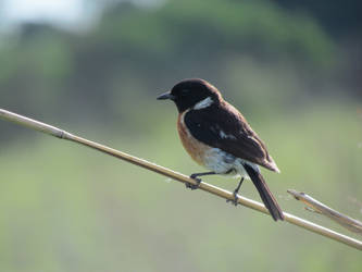 Bird on Branch