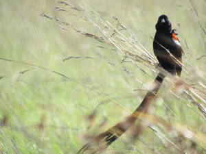 Long-tailed Widowbird