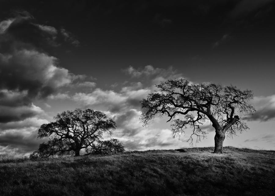 The Hanging Tree