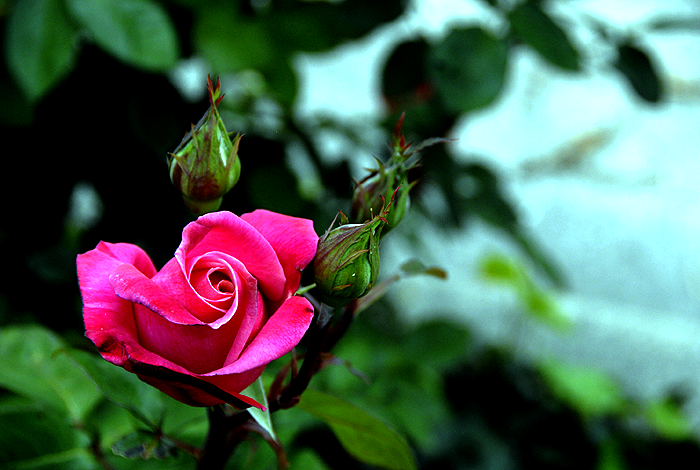 Red flower