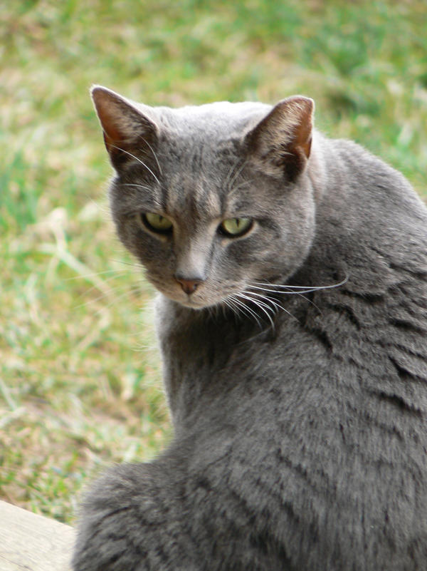 Alex the cat by ADarkApathy on DeviantArt