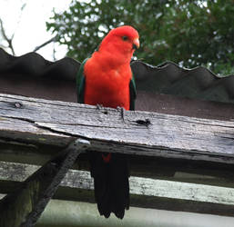 King Parrot Roosting