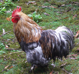 Pekin Bantam Rooster